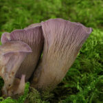 Į Lietuvos raudonąją knygą vėl įrašyta išnykusia laikyta grybų rūšis – Kas vyksta Kaune